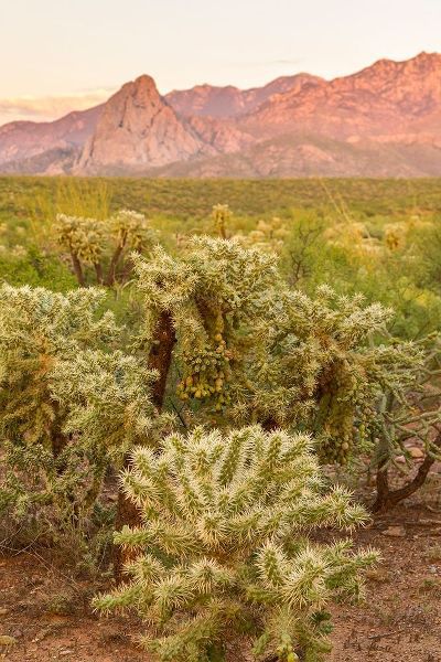 Arizona-Santa Cruz County Santa Rita Mountains and cholla cactus at sunset